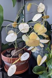 Image result for Stephania