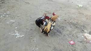 We would like to show you a description here but the site won't allow us. Download Madya Aseel Murga Mp3 Mp4 3gp Flv Download Lagu Mp3 Gratis