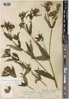 Image result for Guizotia scabra