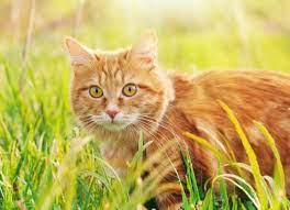 Pancreatic cancer is more common among older cats, suggesting it may. Pancreatic Cancer In Cats Petmd