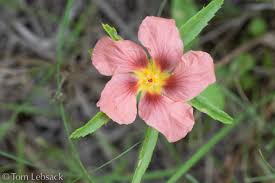 Image result for Sida chrysantha