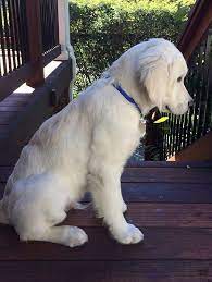 Our English Cream Golden Retriever Puppy In Spokane Dogs Golden Retriever English Golden Retrievers Retriever Puppy