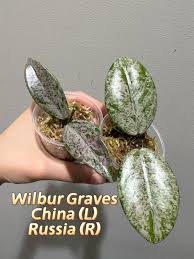 Hoya Wilbur Graves China Cutting Super Silver Exact Plant Fast Ship