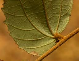 Image result for Grewia monticola