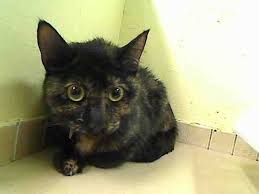 Please check back often, as this list will change frequently! Nyc Sweet Curious Kitten To Be Destroyed 03 11 15 Aloisia Seems Interested With The Touch Then Slowly Head Butts Cute Cats And Kittens Cat Adoption Cats