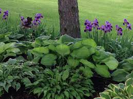 Hostas And Bearded Iris Beautiful I Didn T Know They Were Shade Iris Shade Plants Hostas Hosta Plants