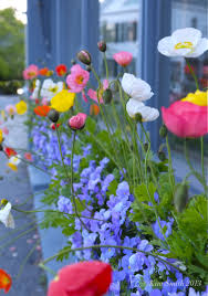 Design Inspiration Iceland Poppies Poppy Garden Plants Planting Flowers