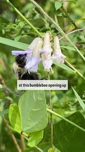 Image result for Voacanga bracteata