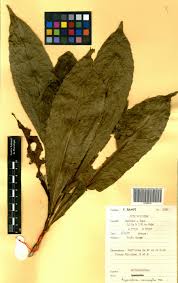 Image result for Argomuellera