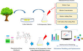 This review summarizes totipotency—the ability of single somatic cells to survive recent advances in. Modeling Of Paclitaxel Biosynthesis Elicitation In Corylus Avellana Cell Culture Using Adaptive Neuro Fuzzy Inference System Genetic Algorithm Anfis Ga And Multiple Regression Methods Abstract Europe Pmc