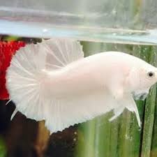 Low to high sort by price: Promo Ikan Cupang White Solid Platinum Super White Double Tail Shopee Indonesia