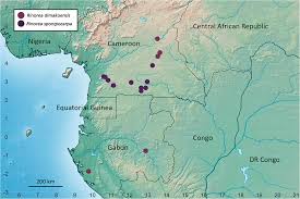 Image result for Sterculia subviolacea