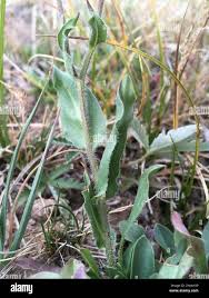 Image result for Anisotes formosissimus