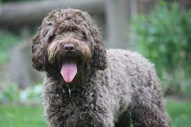 Maybe you would like to learn more about one of these? Parchment Australian Labradoodle At Ohio Valley Labradoodles Labradoodle Australian Labradoodle Labradoodle For Sale