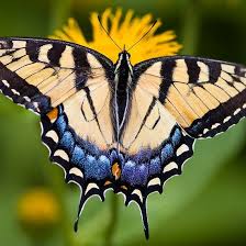 Tiger Swallowtail Butterfly Art By Oscar Gutierrez Features A Close Up Photograph Of A Tiger Swallo Swallowtail Butterfly Butterfly Art Beautiful Butterflies