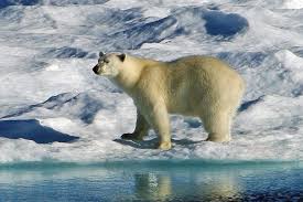 The polar bear is a massive white bear that lives in the arctic regions. Polar Bear Facts And Adaptations Ursus Maritimus