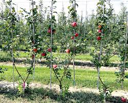 Unfortunately, for most fruit trees*, this isn't quite how it works. Multileader Systems Growing Vs Grafting Good Fruit Grower