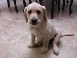 As a retriever, it also makes for a great hunting dog and has also been known to fill in other working dog roles in addition to service or guide dog roles. Akc Labrador Puppies Lab Pups For Sale In American Canyon California Classified Americanlisted Com