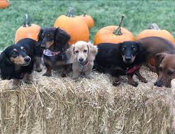 the girls hear a loud, strange noise that sounds like a fart oh pack it in, mel! I Met The Spice Girls Posh Spice Scary Spice Baby Spice Sporty Spice And Ginger Spice Dachshund