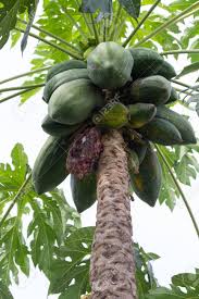 Papaya Tree With Of The Plant Disease. Papaya Fruit On Tree Not Ready For  Harvest. Stock Photo, Picture And Royalty Free Image. Image 89467780.