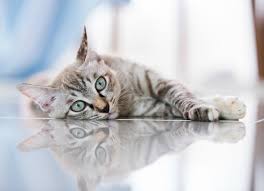Why I Love Zyrtec For Cats