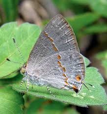 Image result for Micractis bojeri