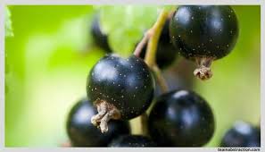 Black currant is a rare flavor in the us, but i grew up eating them. What Does Black Currant Tea Taste Like Tea In Abstraction