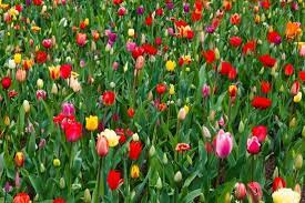 Well, adding a wallpaper to your desktop is not mandatory. Colorful Flower Wallpaper Free Stock Photos Download 16 390 Free Stock Photos For Commercial Use Format Hd High Resolution Jpg Images