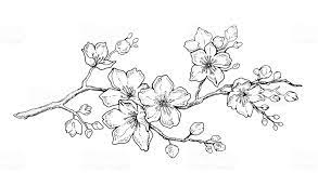 Maybe you would like to learn more about one of these? Cherry Flower Blossom Botanical Art Spring Almond Sakura Apple Tree Branch Hand Draw Doodle Vector Cherry Blossom Drawing Blossoms Art Cherry Blossom Art