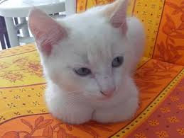 Les animaux de compagnie sont comme les êtres humains. Flocon L Adorable Petit Chaton Blanc Aux Yeux Bleus Video