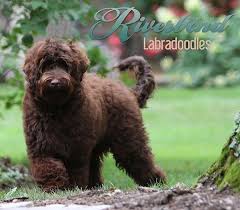 'best labradoodle breeders in ohio', 'ohio labradoodle breeders', 'labradoodle breeders in (oh)' this is a good place to start and hopefully our breeder directory will help you find a breeder. Our Dogs Riverbend Labradoodles Labradoodle Breeders Labradoodle Dogs