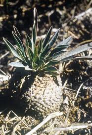 Image result for Euphorbia pseudopetiolata