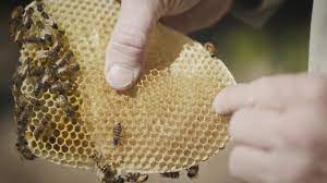 Professional grill cleaning in gilbert az doesn't have to have high costs to get your grill good as new. Bee Removal Mesa Az Bee Control