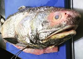 Ikan masin kembung sedap dimakan dengan nasi panas. Kenali Ikan Kurau Umpan