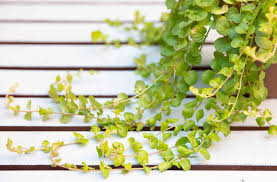 Golden creeping jenny will grow to be only 4 inches tall at maturity, with a spread of 24 inches. Creeping Jenny Plant Care Growing Guide
