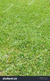 Green Grass Texture Background Green Lawn Grass Texture Park Lawn Texture Ad Ad Texture Grass Green Bac Grass Textures Green Lawn Textured Background
