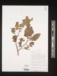 Image result for Solanum richardii