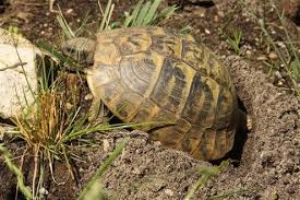 Fortpflanzung Kopulation Die Schildkroten Farm Landschildkroten Schildkrote Schildkrotengehege
