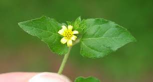 Image result for Calyptocarpus vialis