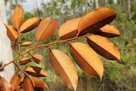 Image result for Chrysophyllum