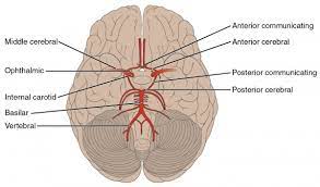 Neuroanatomie Blutversorgung Des Gehirns