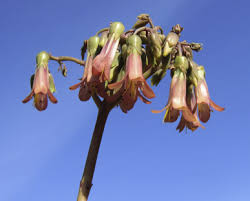 Image result for Kalanchoe brachyloba