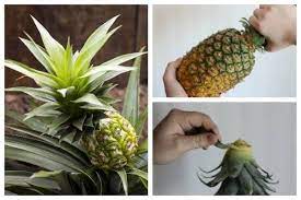 Perakaran dan pertumbuhan puncak nanas mudah dilakukan. 5 Cara Menanam Nanas Di Halaman Rumah Cocok Untuk Pemula