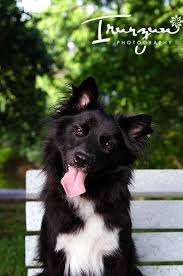 Black And White Collie Mix Border Collie American Eskimo Dog Young Male Medium American Eskimo Dog American Eskimo Dog Mix Border Collie Mix