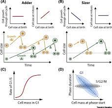 Zatulovskiy, e., zhang, s., berensen, d., topacio, b.r., skotheim, j.m. On The Molecular Mechanisms Regulating Animal Cell Size Homeostasis Sciencedirect