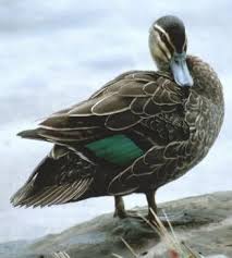 Black And White Duck Species Pin On Ducks