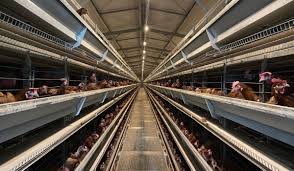 104 тысячи цыплят заселили в молодняковый корпус АО «Птицефабрика  Чайковская»