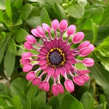 Image result for foto Osteospermum
