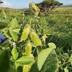 Image result for Crotalaria polysperma