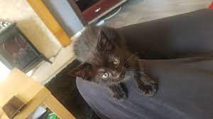 Good Girl Cat Names Reddit Hno At